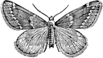 Paleacrita vernata species; male.