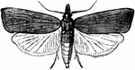 Chilo saccharalis species; female.