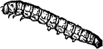 The Cranberry-fruit worm of the Mineola vaccinii species; larva.