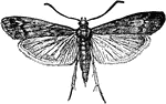 The Mediterranean flour-moth, Ephestia kuhniella species; adult with wings spread.