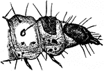 The Mediterranean flour-moth, Ephestia kuhniella species; structural detail.