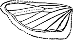 The Mediterranean flour-moth, Ephestia kuhniella species; structural detail.
