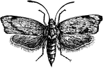 The bee-moth of the Galleria melonella species; moth.