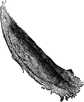 Melitara prodenialis species; cocoon.