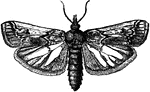 Melitara prodenialis species; moth.