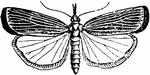 Crambus vulvivagellus species; moth with wings spread.