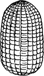 Crambus vulvivagellus species; an egg.