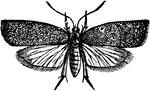 Teras minuta species; moth.