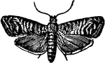 The codling moth, Carpocapsa pomonella species; moth with wings spread.