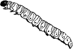 Gelechia cereallella species; larva.