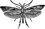 Gelechia cereallella species; moth.