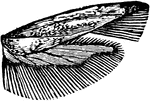 Gelechia cereallella species; wing.