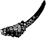 Gelechia cereallella species; structural detail.