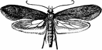 A clothes moth, Tinea pellionella species; adult moth.