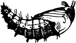 An Asilid fly of the Erax bastardi species; larva.