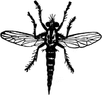 An Asilid fly of the Erax bastardi species; adult.