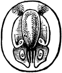 Systaechus oreas species; detail of larva.