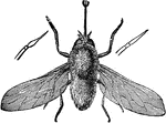 Systaechus oreas species; adult.