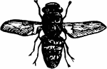 The sheep-bot, Estrus ovis species; fly.