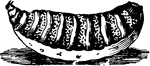 The sheep-bot, Estrus ovis species; full-grown larva.