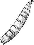 Screw-worm of the Lucilia macellaria species; larva.