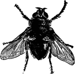 The blow-fly of the Calliphora vomitoria species.