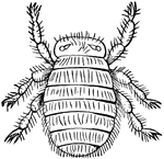 Bee-louse of the Braula caeca species.