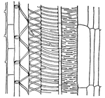 Longitudinal section (diagrammatic) of a young xylem strand; c, cambium; y, young trachea,; p, pitted trachea; s, spiral trachea; a, annular trachea; m, pith.