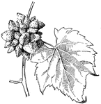 Galls on stem of grape. The location of a parasite is often marked by swellings of peculiar and fantastic or beautiful forms (galls) that grow on leaves and stems.