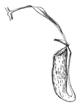 The pitcher plant is remarkable for having the end of its leaf turned up so as to form a complete pitcher, filled with water, and covered with a lid. This design helps it to trap unsuspecting insects that are then digested.