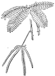 Leaf of Mimosa in open position.