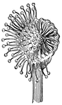 Leaf of sundew with half of the tentacles inflexed from stimulation.