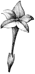 Here is a flower of a funnel or funnel shape.