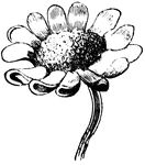 The mountain daisy is a pretty little flower. It contains a multitude of little flowers close together.