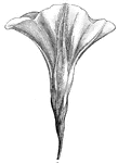 The open spread part of the flower is very thin, and the ribs are to it what the whalebones are to an umbrella (Hooker, 1886).