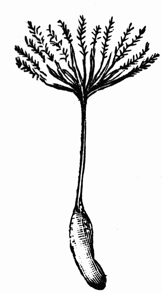 dandelion seeds clipart black