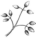 Leaves are arranged in a great many different ways on their stems. Here the leaf-stem has three little branches, and each branch has three leaves.