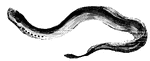 This lamprey eel has a row of holes on its neck; these are openings that lead to its lungs; there are seven on each side, (Hooker, 1886).