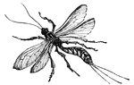 The insects of the Ichneumon family have long,slender bodies, long ovipositors and long antennae.