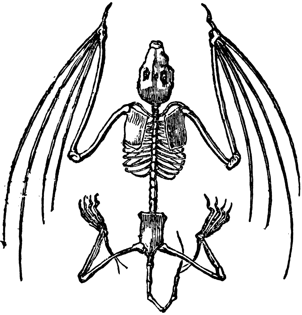Bat Skeleton | ClipArt ETC diagram of a cat skull 
