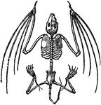 Skeleton of a bat.