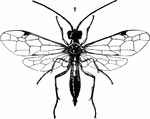 Phylloecus flaviventris, female adult.