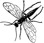 Cephus Pygmaeus, wheat-stem saw-fly, adult female.