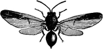 An oak gall-fly.