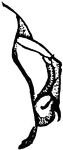 Long-tailed ichneumon, Thalessa lunator, head of larva.
