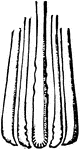 Long-tailed ichneumon, Thalessa lunator, tip of pupal ovipositor.