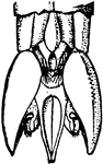 Long-tailed ichneumon, Thalessa lunator, tip of abdomen.