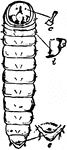 Isosoma tritici, larva.