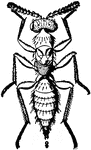 Isosoma tritici, adult female.