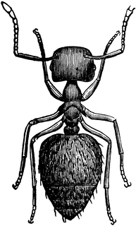Crematogaster Ant | ClipArt ETC